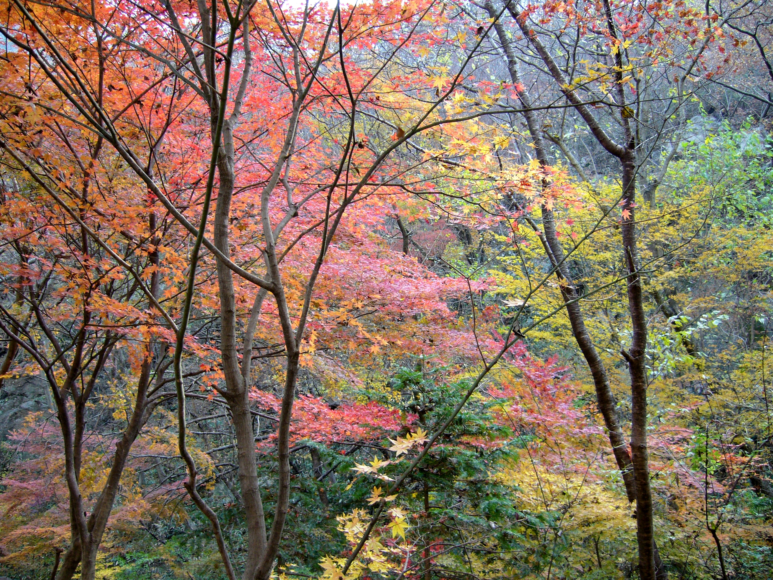 Automne en Corée du Sud : Une saison d’une beauté éclatante