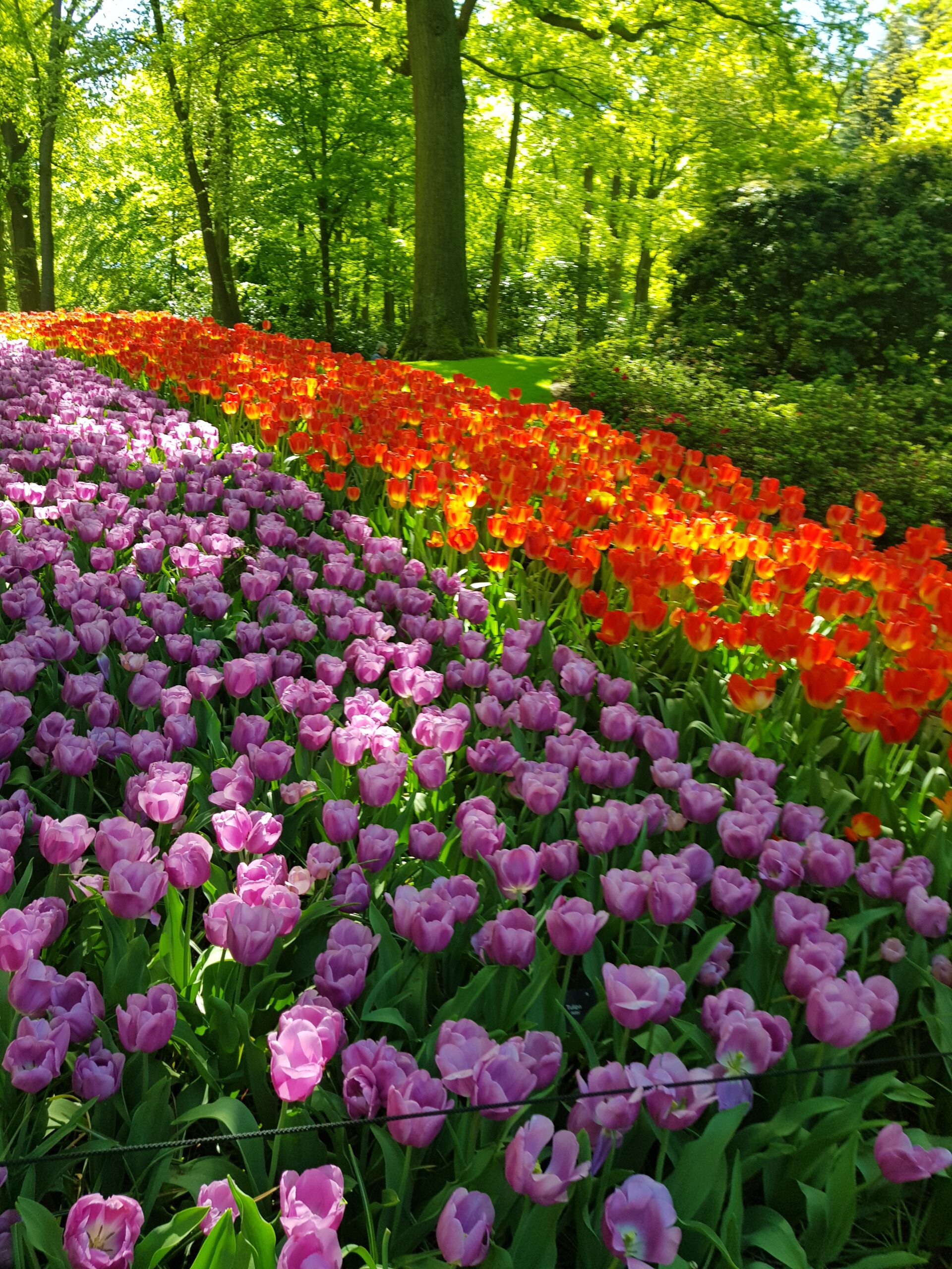 Keukenhof : Un Printemps en Fleurs aux Pays-Bas