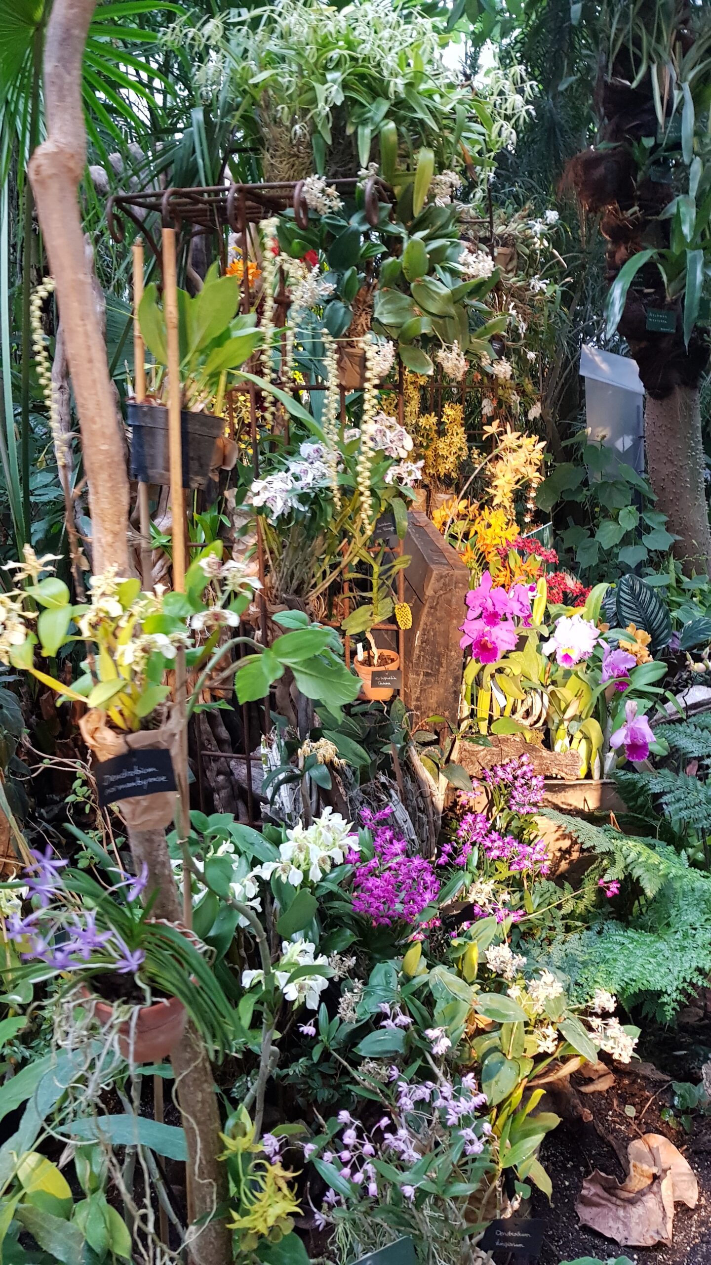 Orchids: A Thousand and One Show at Jardin des Plantes