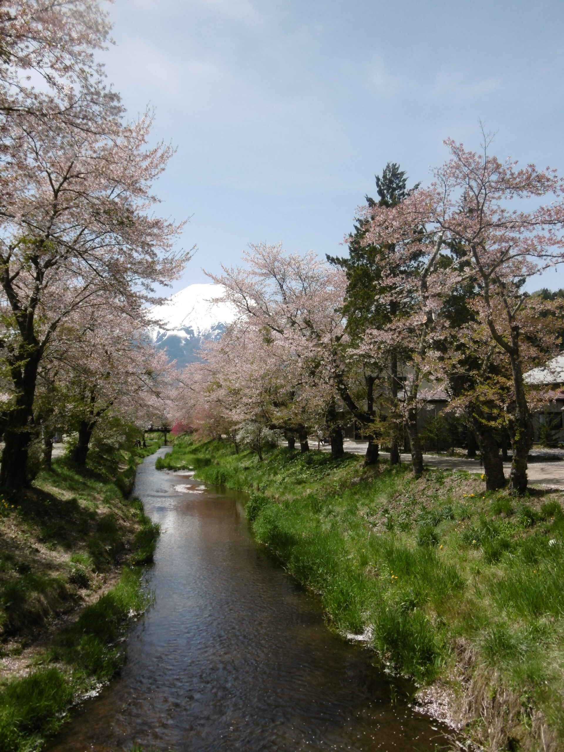 Trip to Japan: A Tale of Tradition and Modernity