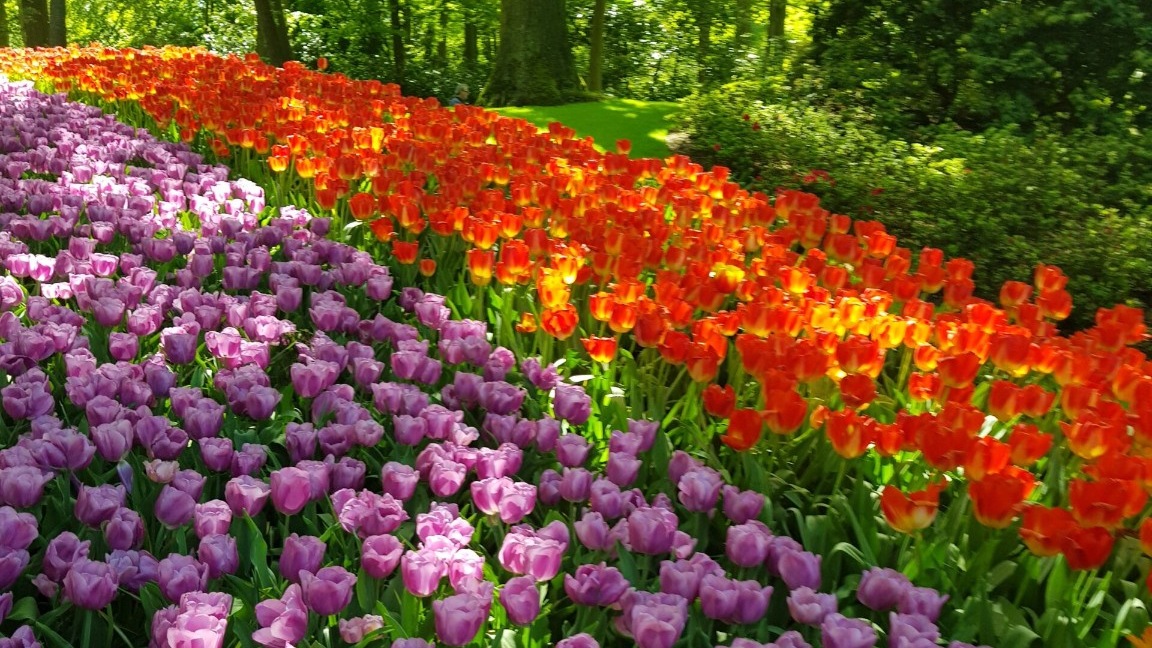 Purple and orange tulip beds at Keukenhof Gardens in the Netherlands